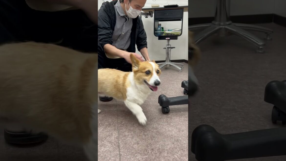 朝から元気いっぱいのコーギーくんとヨーキーちゃん#コーギー #ヨークシャーテリア