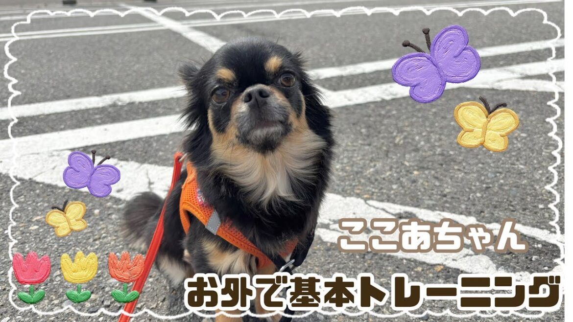 【犬の幼稚園】🍓ここあちゃん　お外で基本トレーニング💕