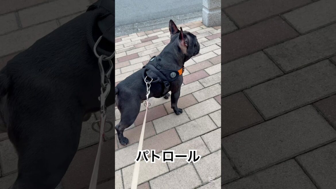 【本日のパトロール】子供の声に反応するフレンチブルドッグ🐶#frenchbulldog #frenchbulldoglife #frenchie #shorts