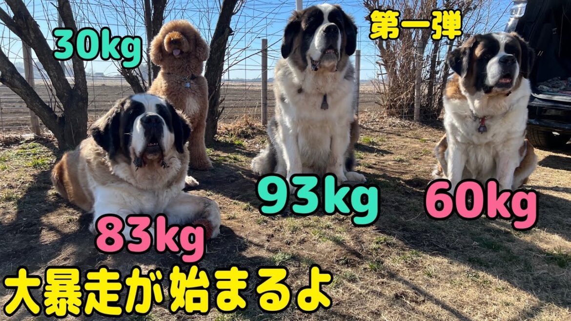 【セントバーナード】お転婆ららちゃんが大暴走でパパさんは何回も転げ落ちる被害に遭いました。そんな様子をママさんは大爆笑。
