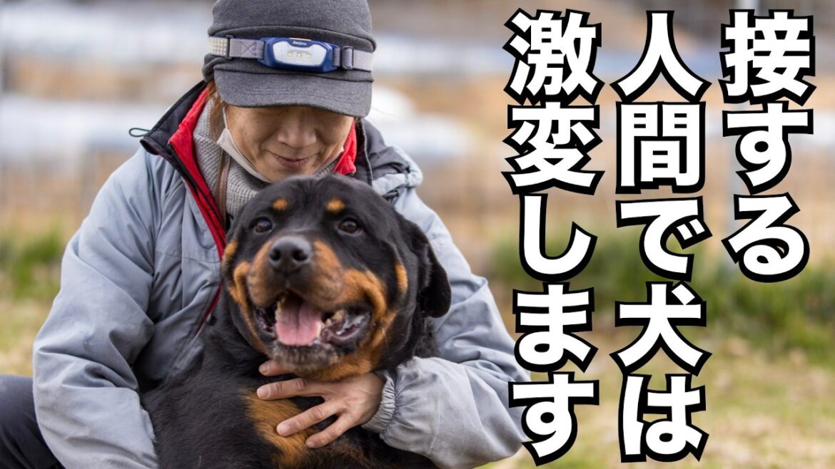 【奇跡の犬】保健所の女性職員を襲って殺処分決定ロットワイラーの現在に驚愕