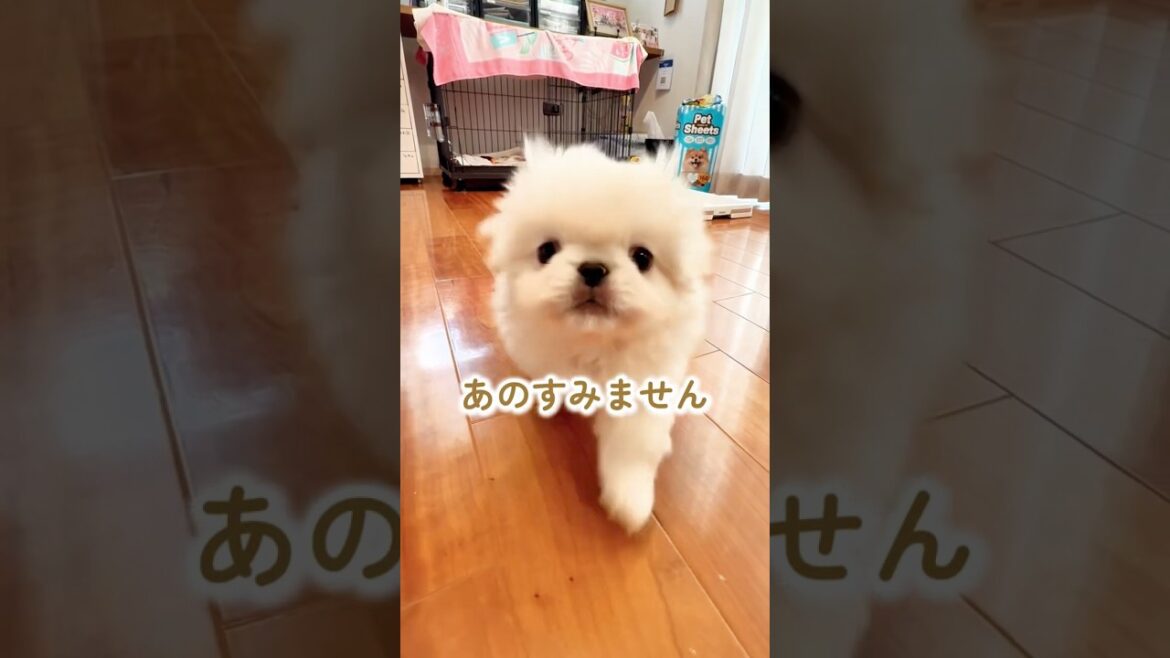 あの〜すみません…子犬ペキニーズおやつのご所望#ペキニーズ #子犬お迎え #子犬 #shorts あの〜すみません...子犬ペキニーズおやつのご所望#ペキニーズ #子犬お迎え #子犬 #shorts