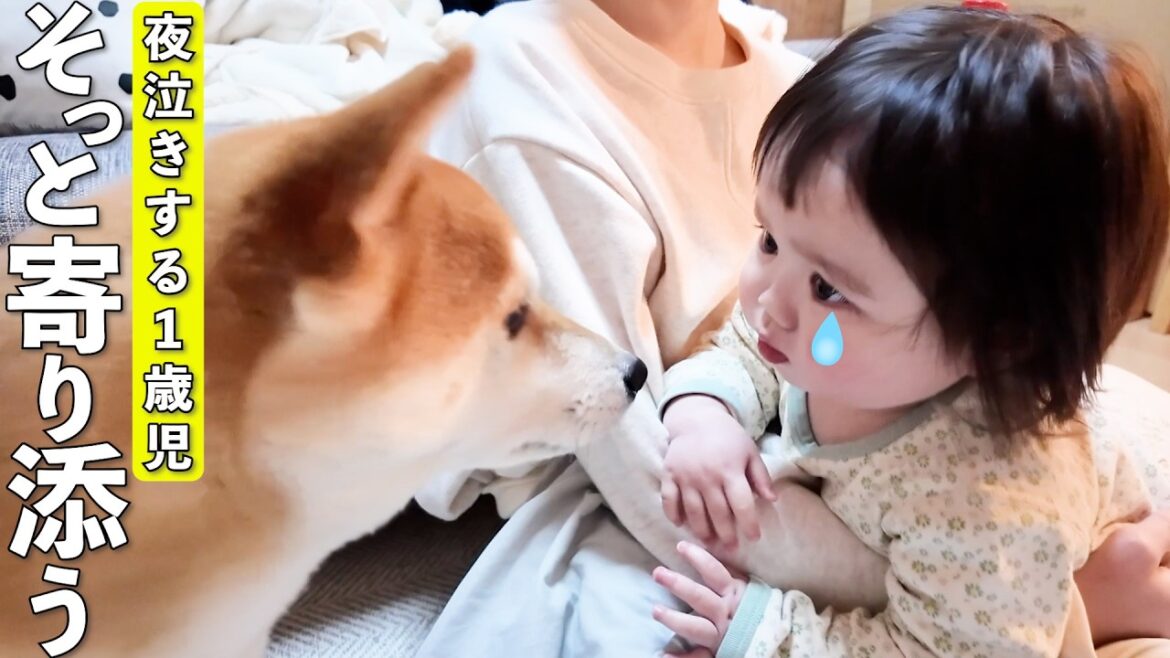 初めて夜泣きする1歳児に寄り添う柴犬が優しすぎました…