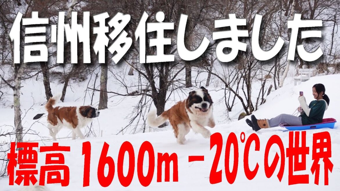 ついに、ついに広島から長野県に移住しました！大家族でお引越し！てんやわんやの移住生活。標高1600ｍでセントバーナードと一緒にペンション開業します。ペキニーズと保護猫もいるよSaint Bernard