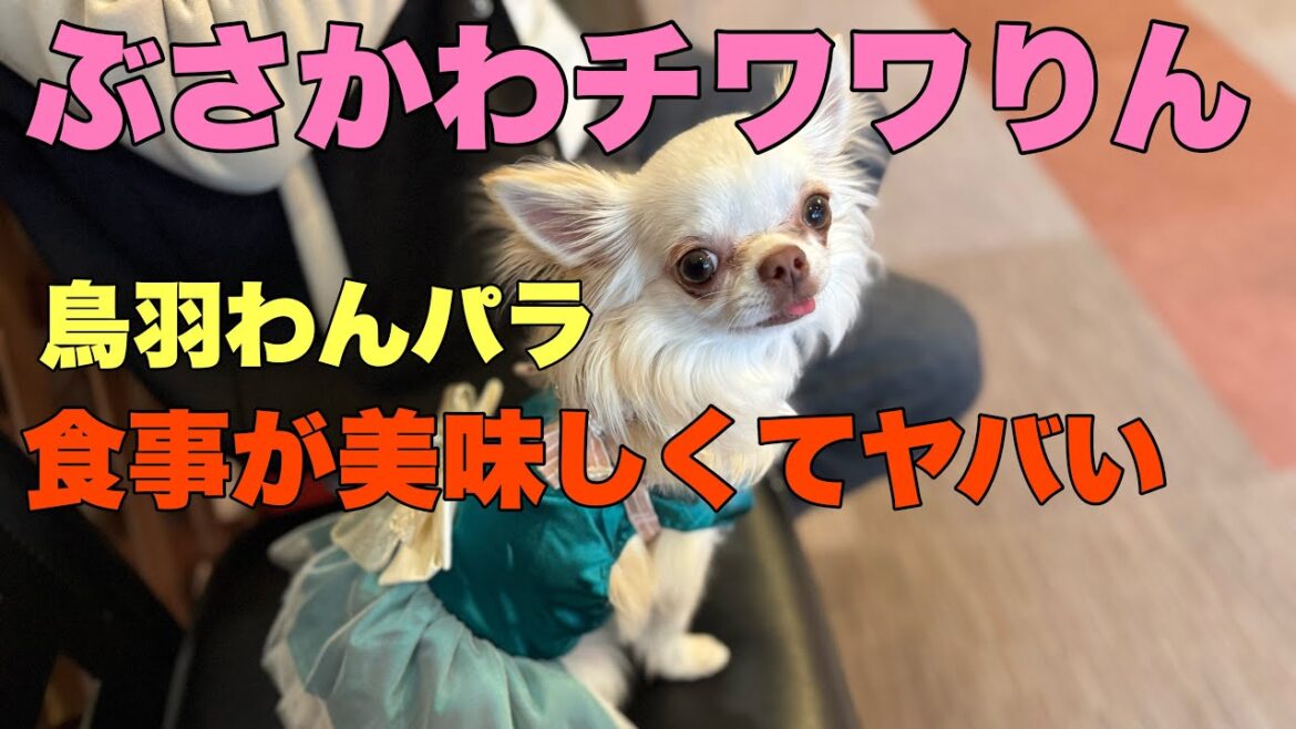 ぶさかわチワワりん。鳥羽わんパラの食事は美味しい！