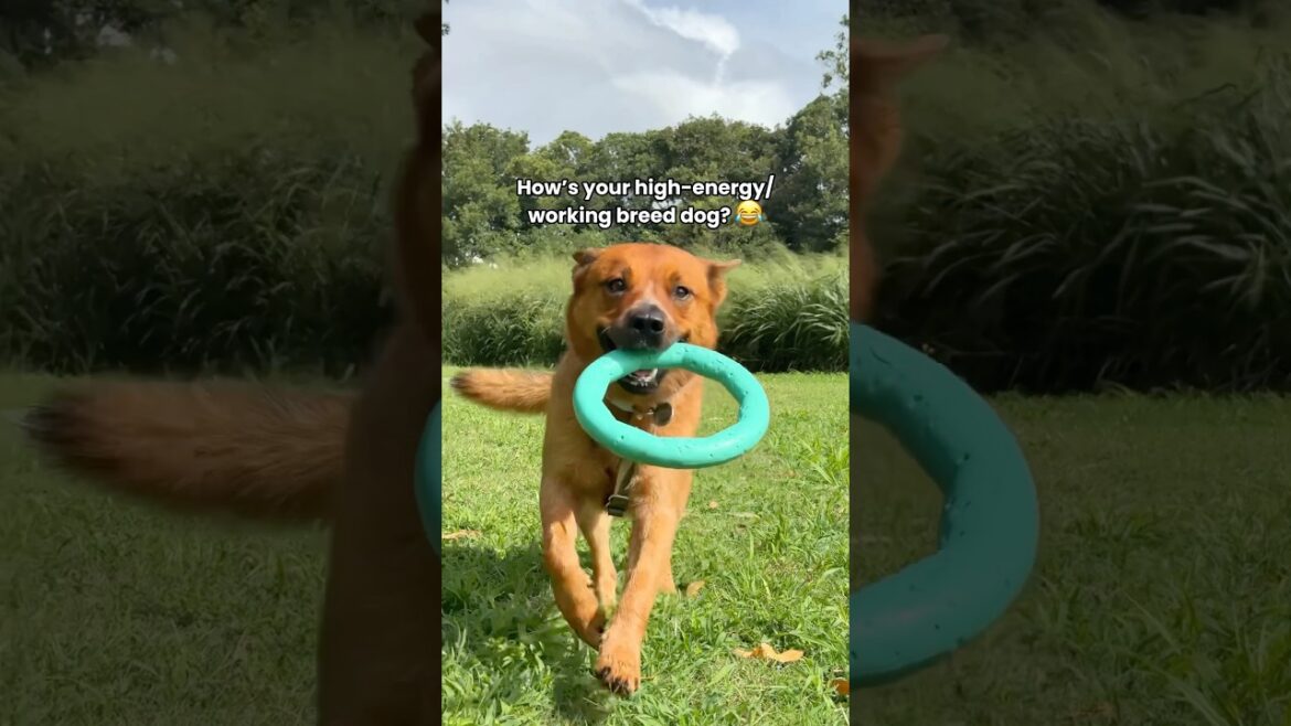 Who can relate? 😶‍🌫️🙋‍♀️😅 #australiancattledog #highenergydog #workingbreeddog #doglover