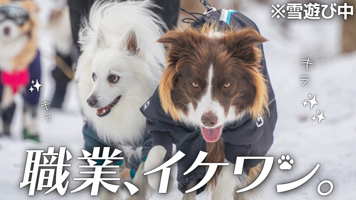 軽井沢へ雪遊びに行ったらイケワン兄弟に出会いました♡【日本スピッツ・ボーダーコリー】