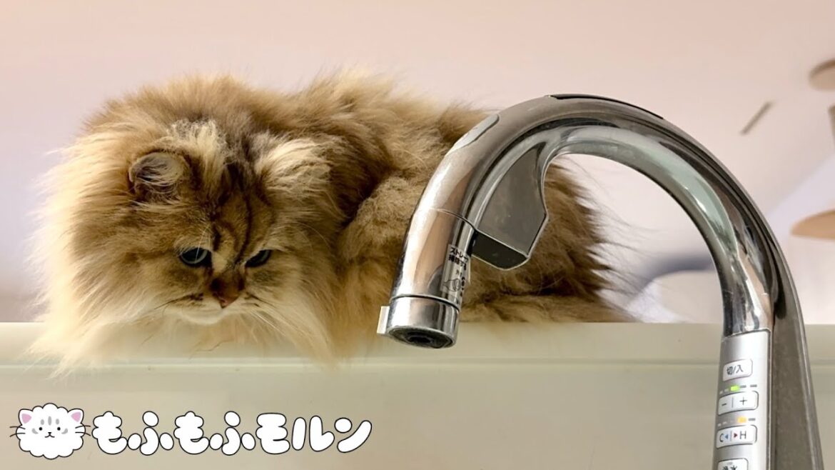 猫が蛇口に釘付けの理由は…？ 【サイベリアン】