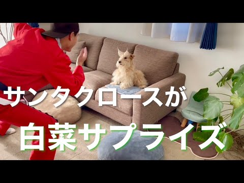 愛犬に白菜サプライズ!(はくサプ) レイクランドテリア 愛犬に白菜サプライズ!(はくサプ) レイクランドテリア