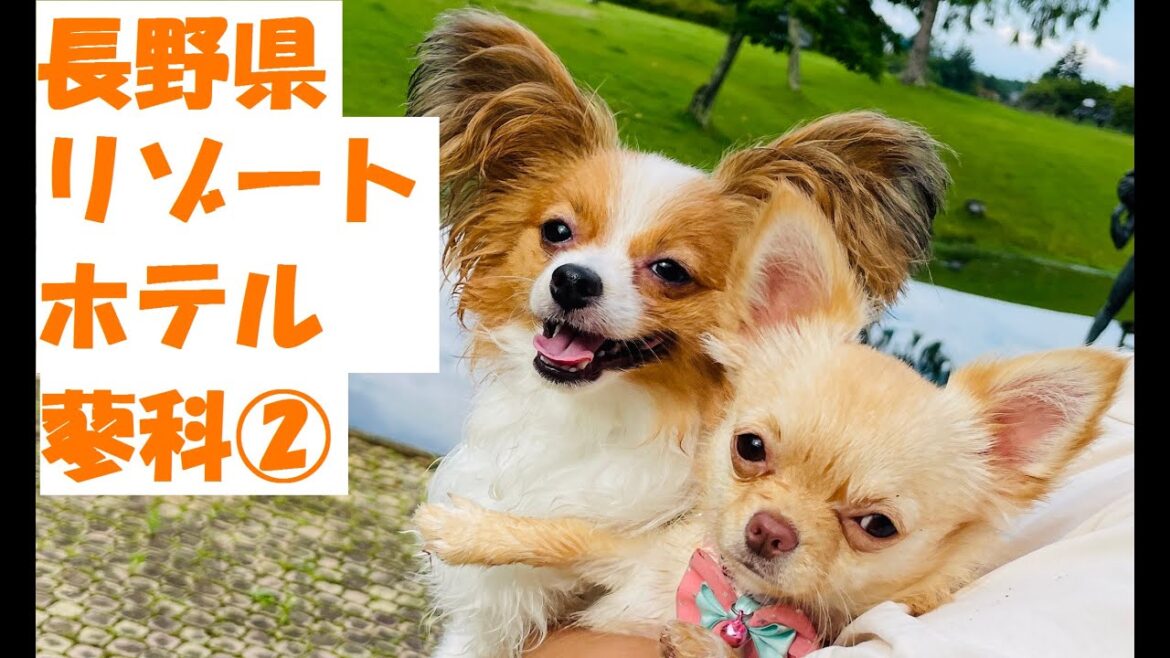 【犬と旅行】長野県白樺湖・蓼科湖　「リゾートホテル蓼科」に宿泊②
