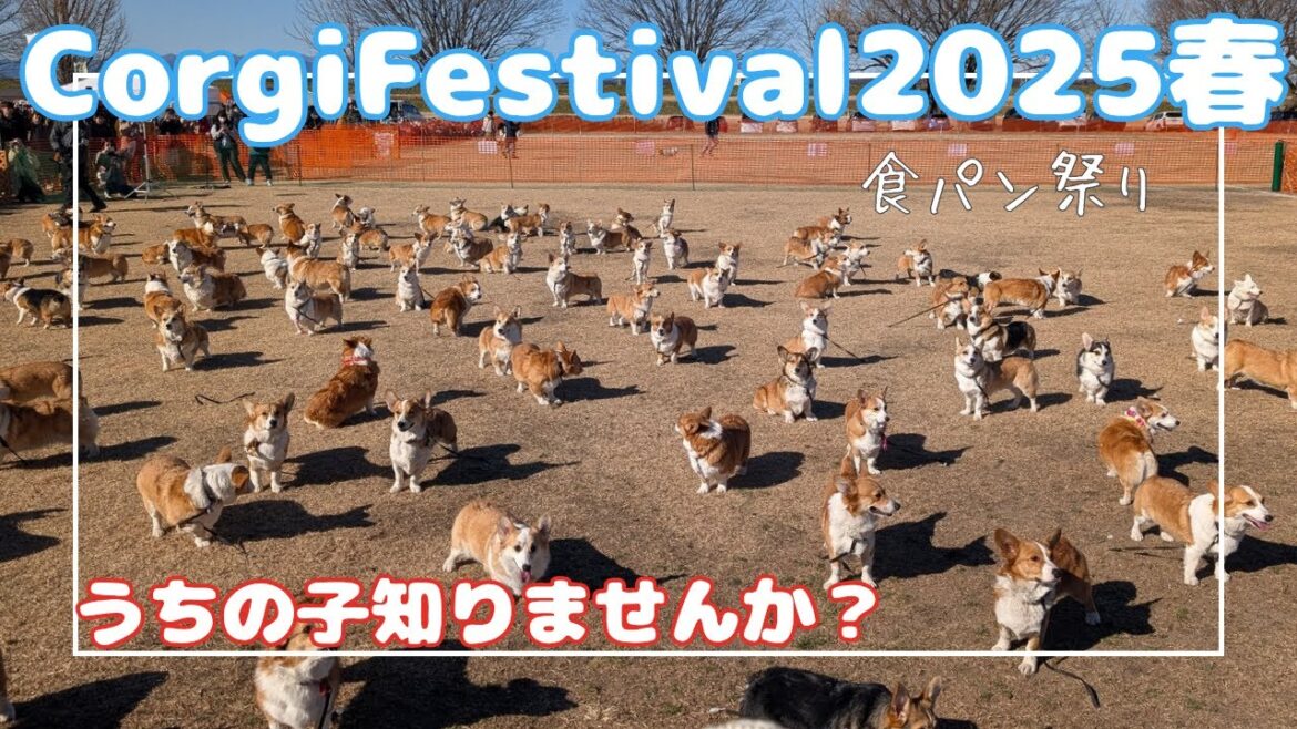 【春のコーギーフェスティバル2025】 まさかの地元開催！！うちの子知りませんか？