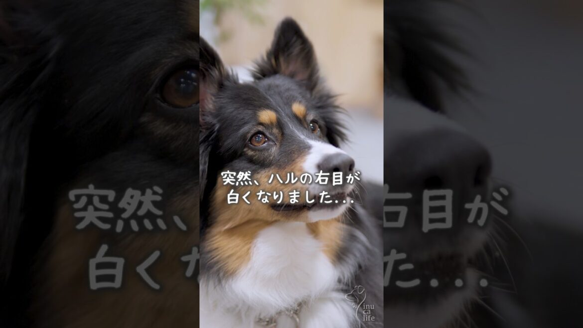 若年性白内障でした…😢 #オーストラリアンシェパード #ボーダーコリー #白内障