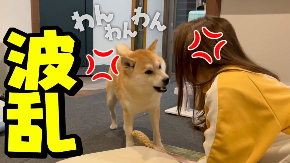 意地悪な娘に妹柴犬が犬語でブチギレに…姉犬に助けを求めるも絶望する妹柴犬