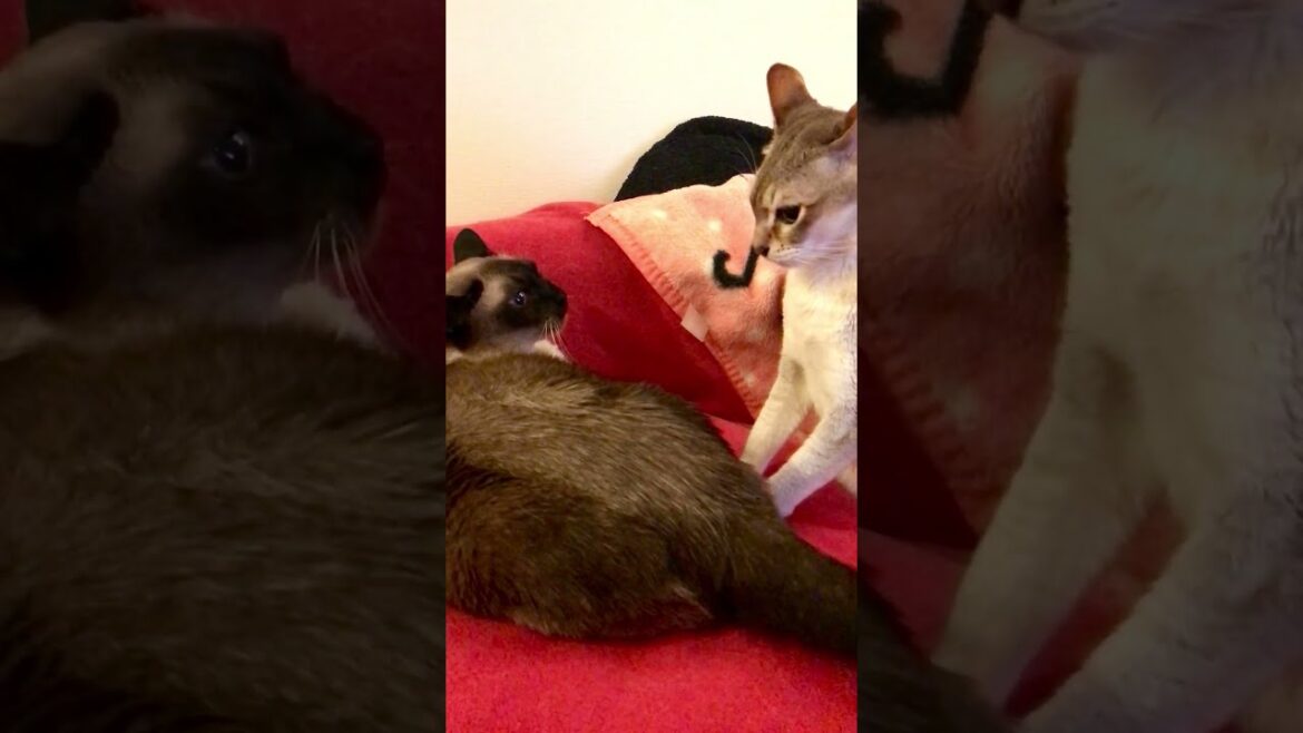 たぬき猫にペロペロ禁止されちゃうシンガプーラなのにゃ♪