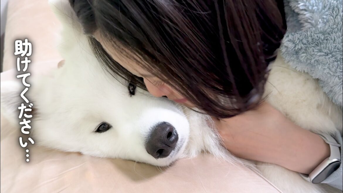 強烈な犬吸いをされて目で助けを求めてくる愛犬がかわいすぎました… 強烈な犬吸いをされて目で助けを求めてくる愛犬がかわいすぎました…