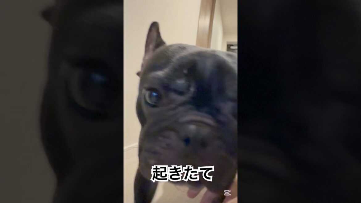 【今朝の凛さん】起きたてのフレンチブルドッグをご覧下さい👀 #frenchie #frenchbulldog #frenchbulldoglife #shorts