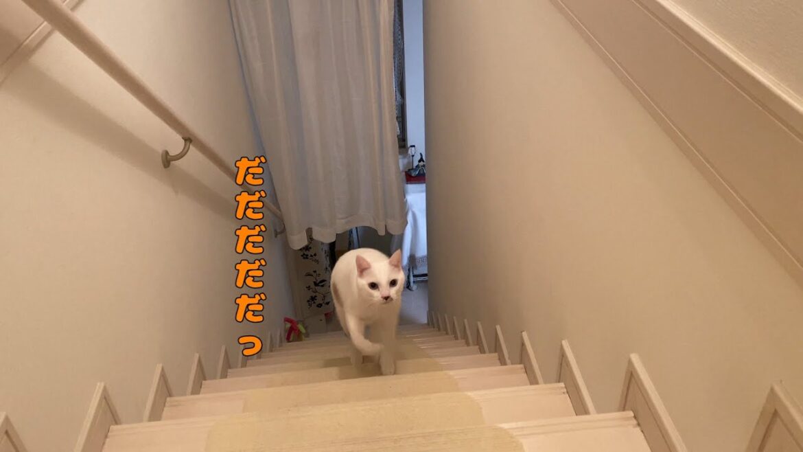 ママが名前を呼ぶと走って追いかけてくる弟猫が可愛いすぎる