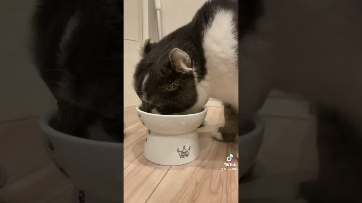 あっ、こぼしちゃったニャ【アメリカンカール・たぴ】