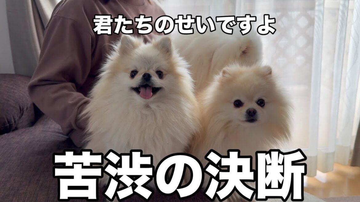 この2匹のポメラニアンのせいで苦渋の決断をする事になりました