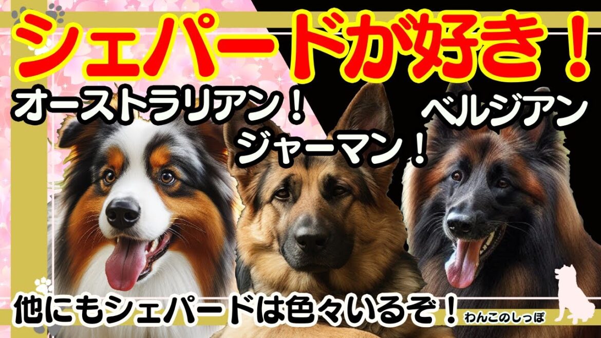【犬の雑学】いろいろなシェパードをご紹介！ジャーマン！オーストラリアン！ベルジアン！！