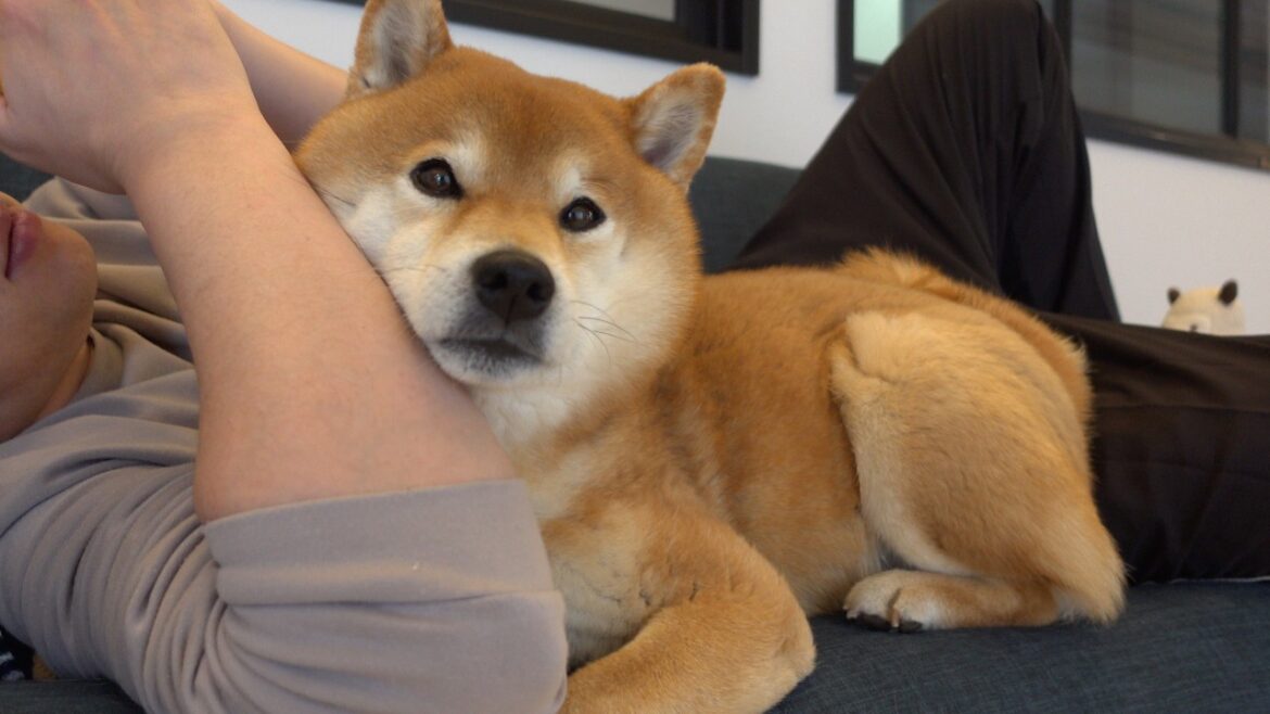 子猫に会えるチャンスを寝過ごした柴犬、こうなる。