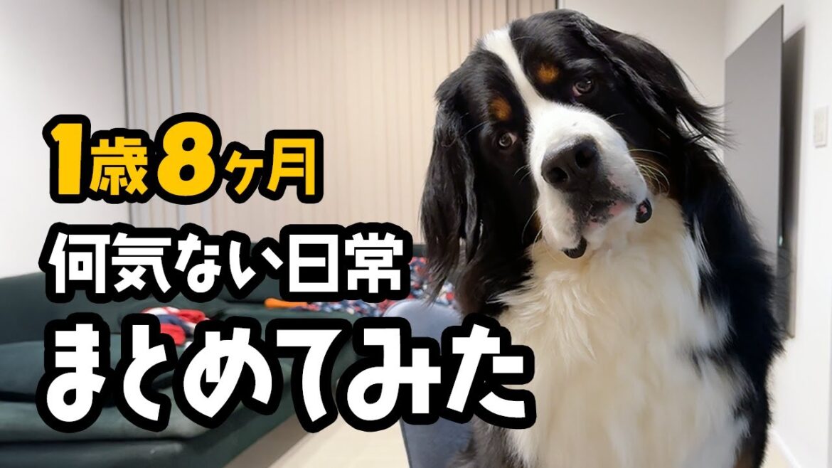 1歳8ヶ月どんちゃんの何気ない日常をまとめてみた🌼