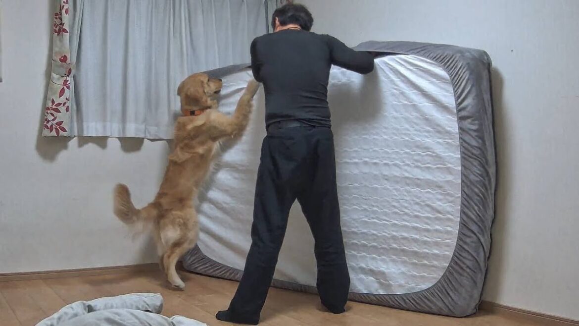 大人になったり子供になったりを繰り返しながら成長します。【Golden Retriever japan】