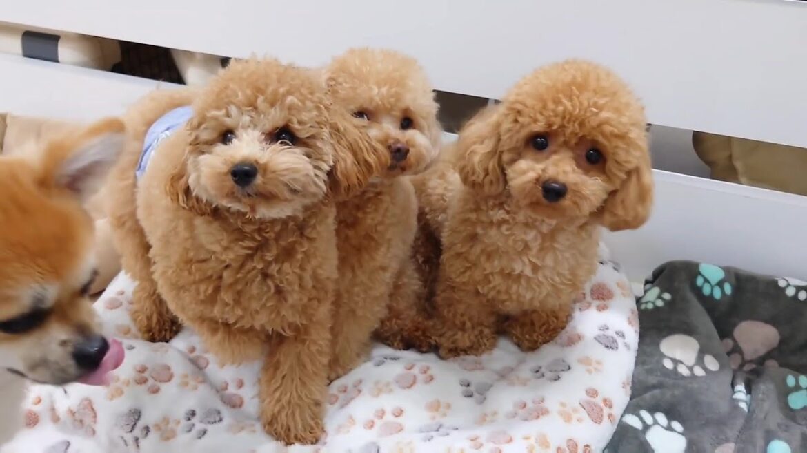 トイプー３兄妹になりました byたろう＆ぷうた＆ぽぽ　🐶ひみつきちなう！①🐶  2025年3月16日