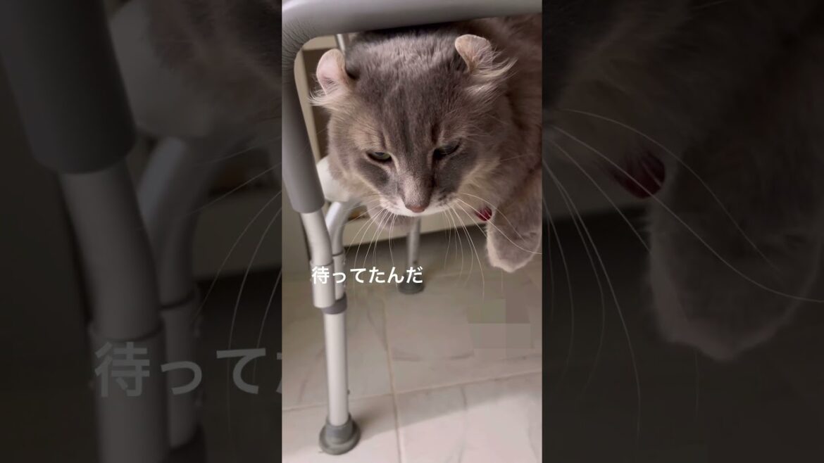 猫動画 #shorts 待ってたー #アメリカンカール 里親募集で迎え入れた猫の日常