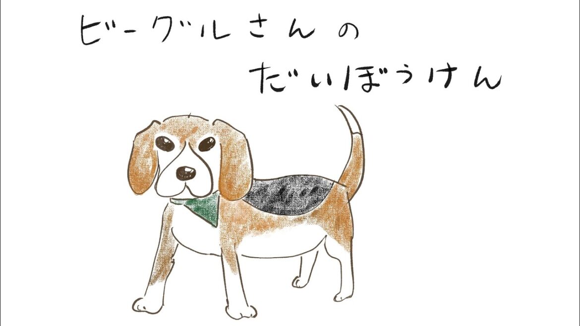 ビーグルさんのだいぼうけん　#ビーグル#beagle#保護犬を迎える