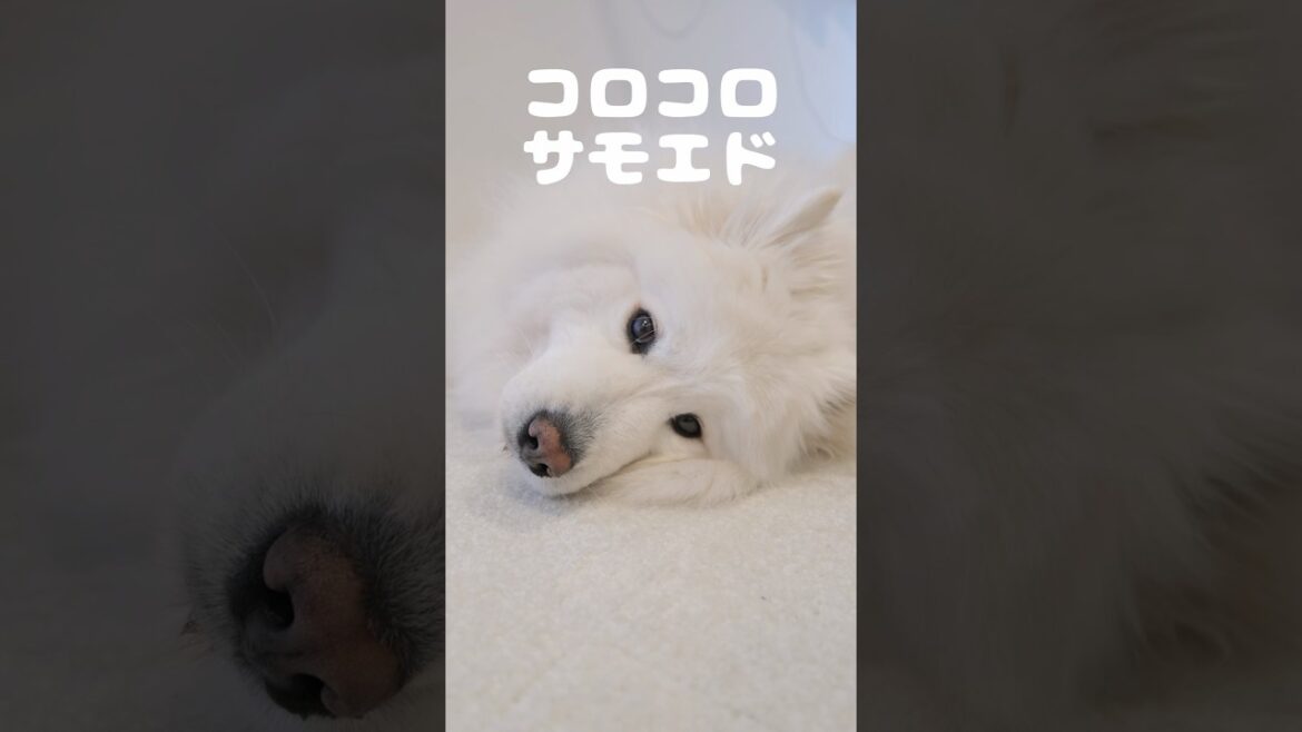くつろいでいるサモエドのもちもちボディをゆっさゆっさ揺らしてみた　#samoyed #サモエド