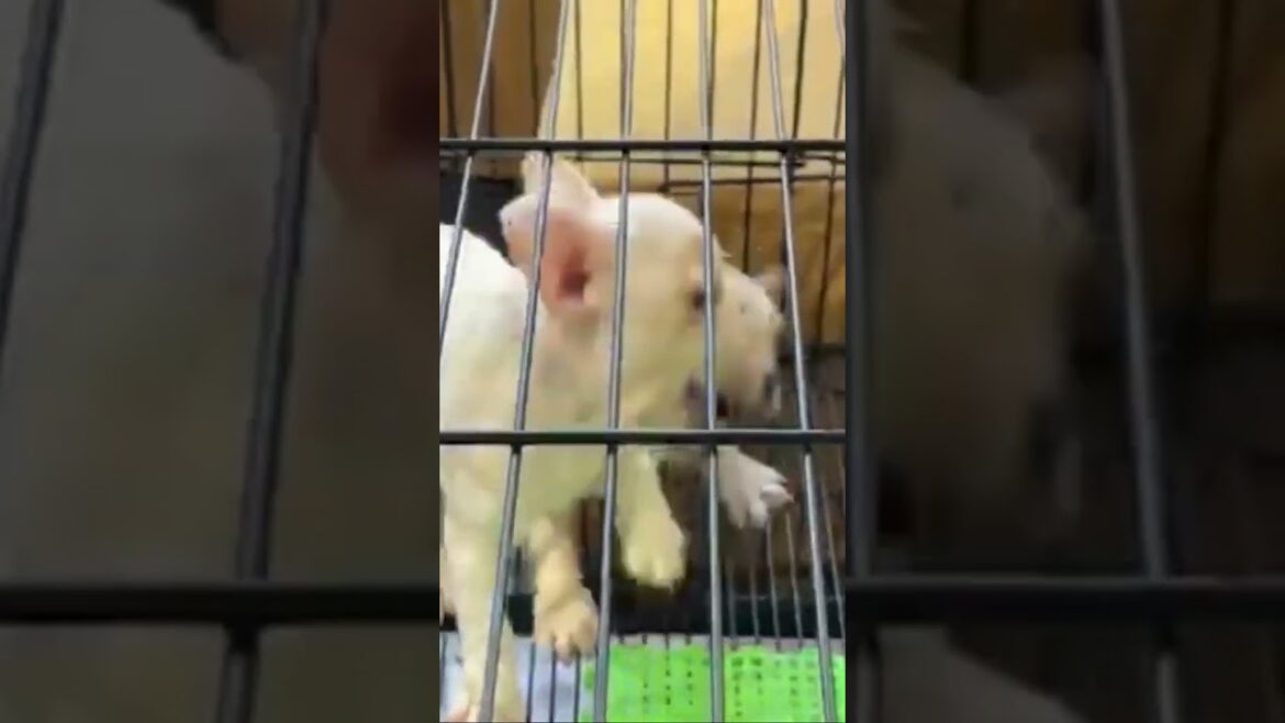 Puppy Fight 🐶at Central Plaza Korat  Thailand 🇹🇭