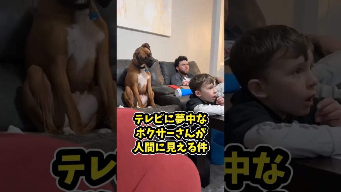 ボクサーさんの動画見て笑ったら寝ろwww #動物 #ボクサー犬 #笑える