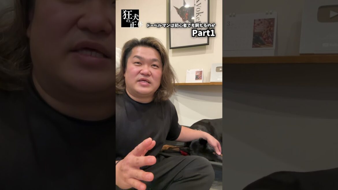 ドーベルマンて初心者でも飼えるのか！？1/4