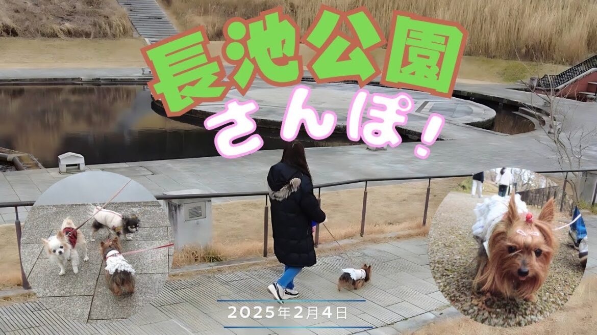 小さなヨーキーと長池公園をお散歩🐶✨ 寒さに負けず元気いっぱい! 小さなヨーキーと長池公園をお散歩🐶✨ 寒さに負けず元気いっぱい!