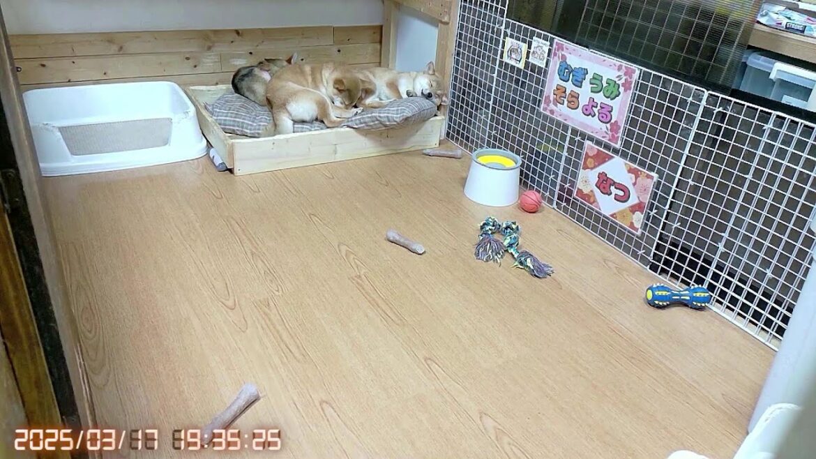 柴犬なつ!子育て生配信【生後189日】今日も元気に可愛い子犬たち! 柴犬なつ!子育て生配信【生後189日】今日も元気に可愛い子犬たち!