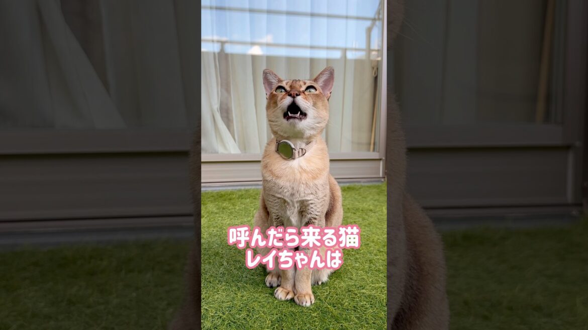 ドアを開けて入ってくるレイちゃん #シンガプーラ #cat #shorts