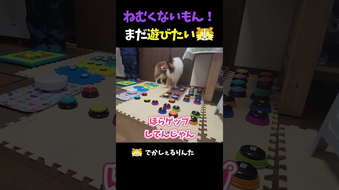 ねむくないもん！まだ遊びたいシェルティ【会話ボタンでしゃべる犬】 #shorts #犬