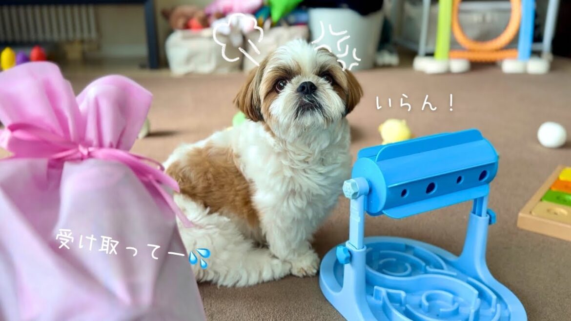 【シーズー】「ごめんよ。。。」ミッション失敗で息子にフラれるバレンタインデー💔【犬Vlog】