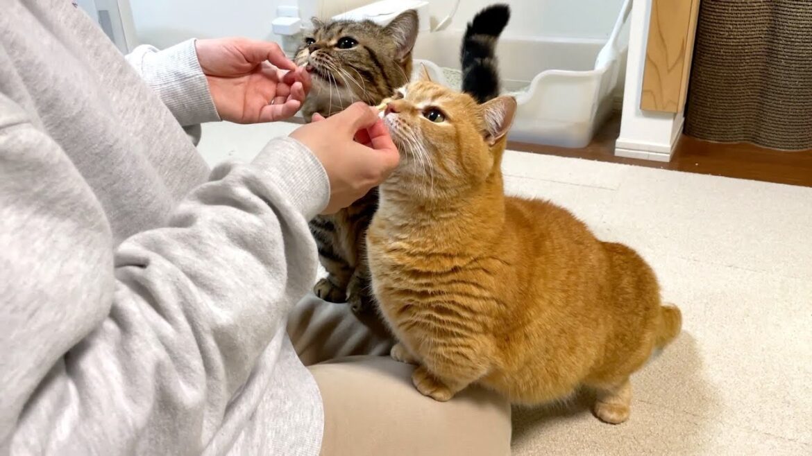 元気でいるだけでご褒美おやつがもらえちゃう猫