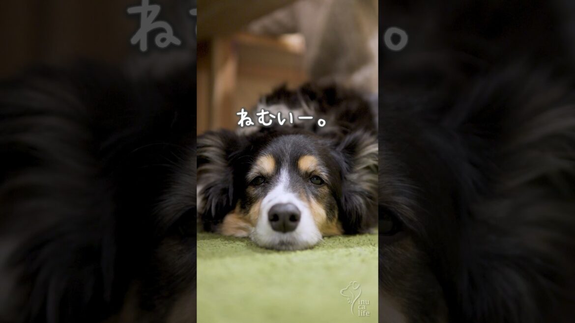 白内障のオゥシーの様子 #ボーダーコリー #オーストラリアンシェパード #白内障