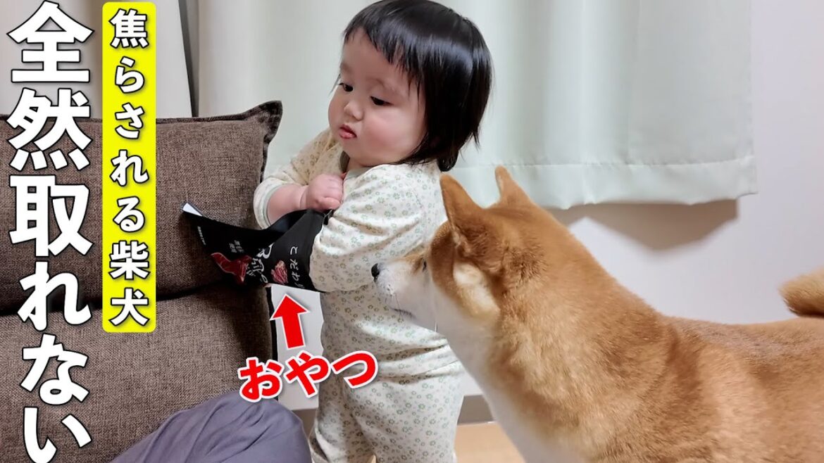 1歳児が柴犬におやつをあげようとするもまさかの展開になりましたwww 1歳児が柴犬におやつをあげようとするもまさかの展開になりましたwww