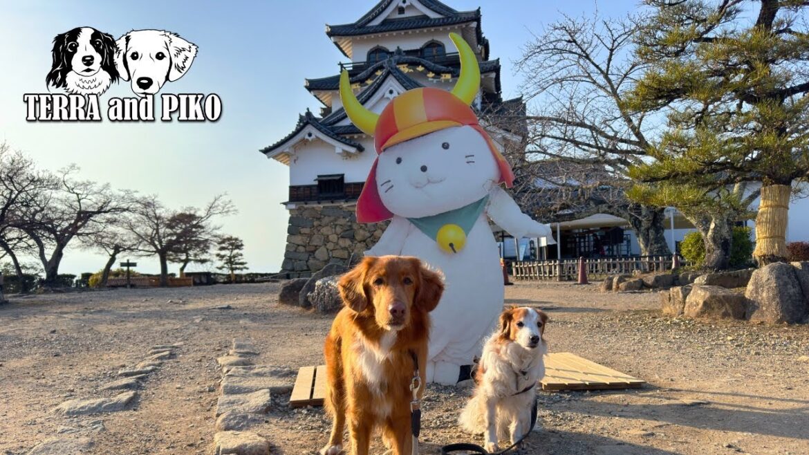 久しぶりに彦根城の本丸まで登ったテラとピコです♪ [VLOG] コイケルホンディエのテラとノヴァスコシアダックトーリングレトリバーのピコとの暮らし