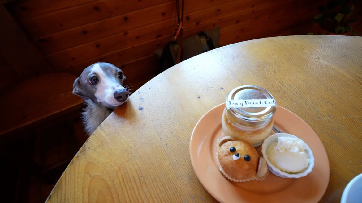 サーフボードを修理しにドライブにきたら予想だにしない素敵な出会いがあった愛犬との休日
