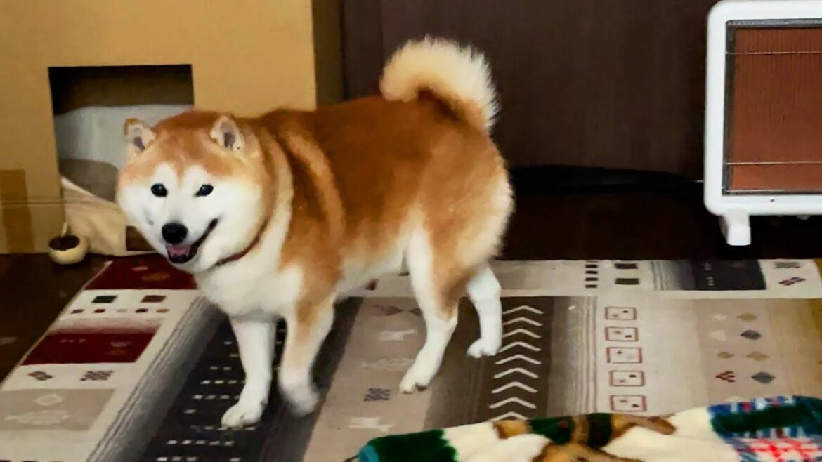目が合うと、ちょっと挨拶してくれる柴犬