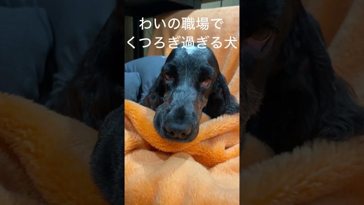 くつろぐ犬cocker spaniel！There are a lot of other videos on this channel. Come on in! #shorts