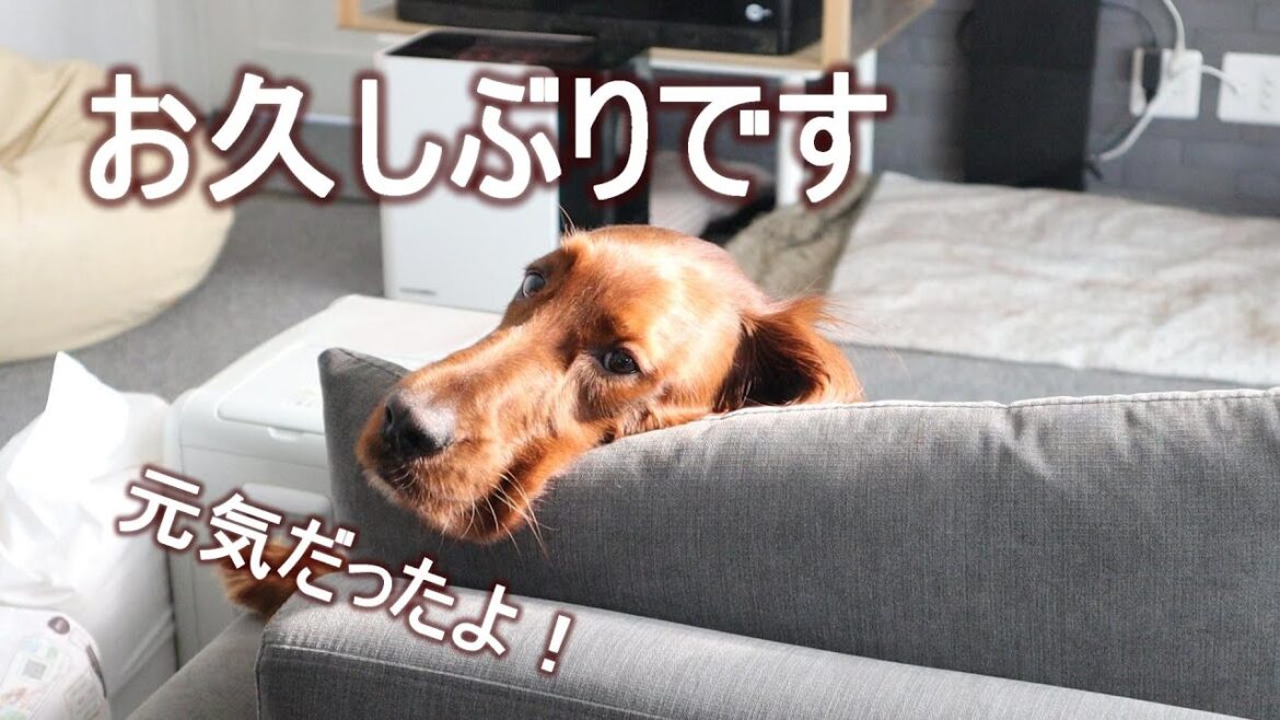 投稿を休んでいる間に家族が増えて今後のイベントに期待です!|アイリッシュセッター 投稿を休んでいる間に家族が増えて今後のイベントに期待です!|アイリッシュセッター