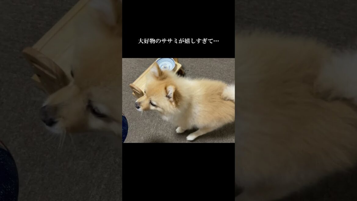 【放送事故】大好物のササミをトッピングしてあげたら、大変なことになりました…笑 #shorts