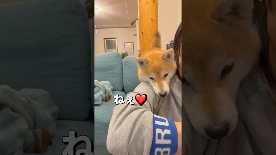 かまってアピール🐶‼️#柴犬 #shiba #shorts