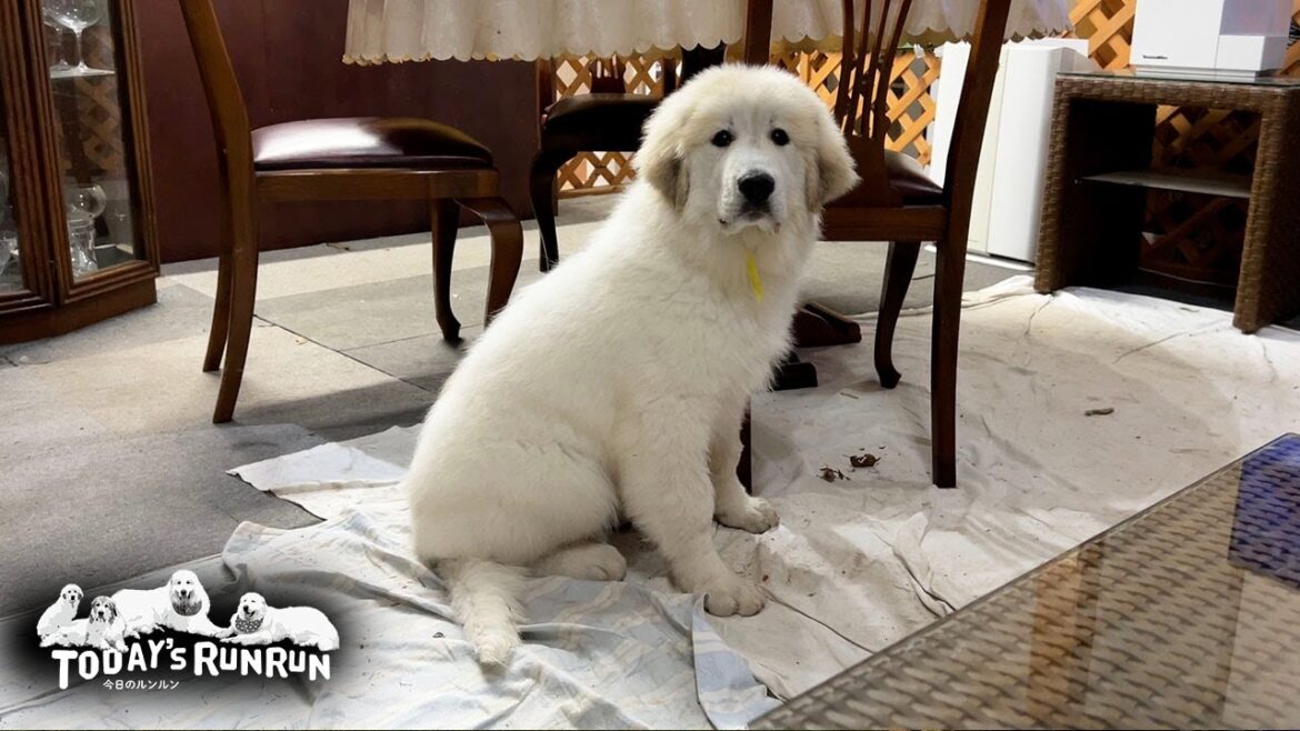 新しい家族が増えました。名前はリリー、女の子です　Great Pyrenees　グレートピレニーズ